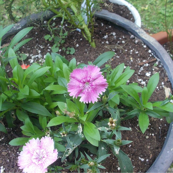 HOST PICK! Only 1 left! Olympus fe-45 10 MP. 3x optical zoom. - Picture 10 of 11